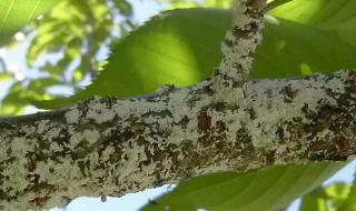 八角金盘要如何进行病虫害防治呢 园林植物病虫害防治